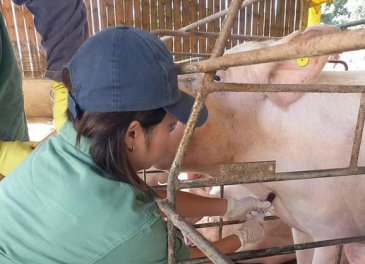 Exporta&ccedil;&atilde;o de carne su&iacute;na para o Chile refor&ccedil;a a import&acirc;ncia da Adapar na sanidade animal do Paran&aacute;